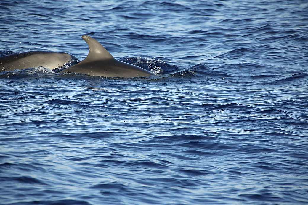 Dolphins swimming in the open ocean