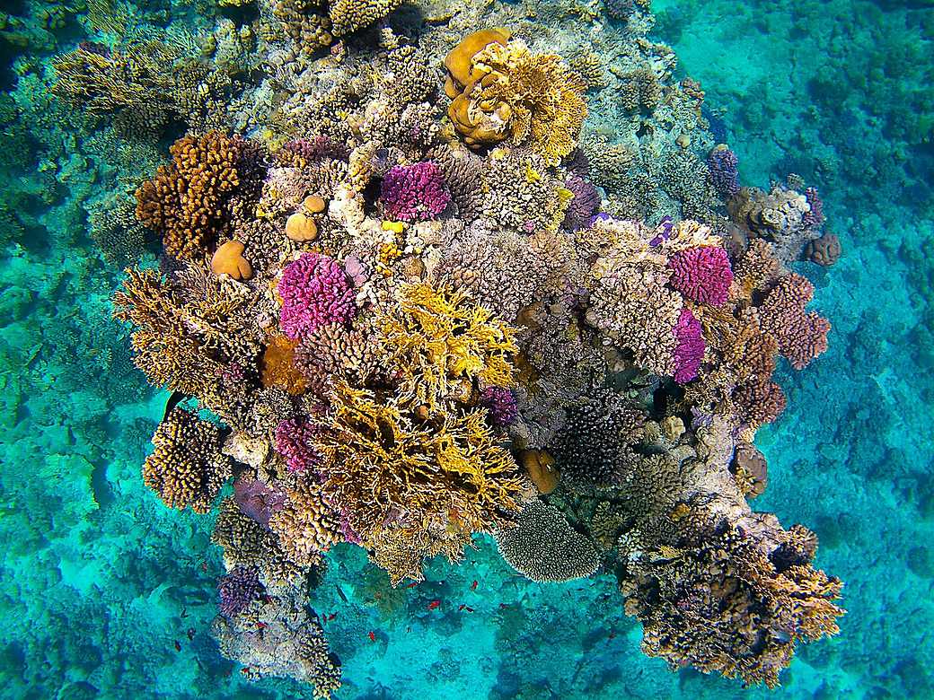 Snorkeling over a bright turquoise reef