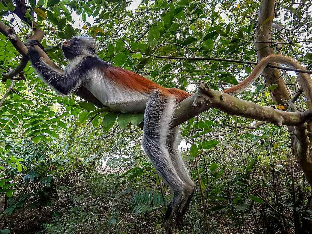Red colobus monkey in Jozani Forest