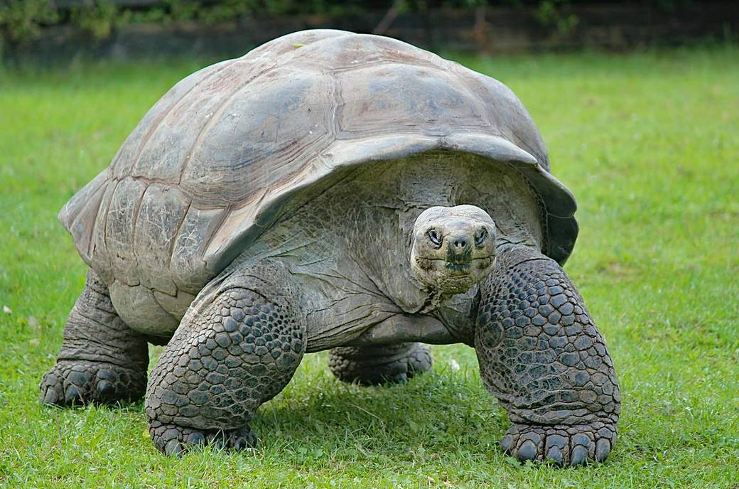 Giant tortoise on Prison Island